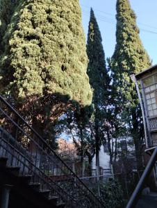 dos grandes árboles con escaleras delante de ellos en Central apartment of Tbilisi, en Tiflis