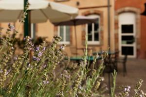 a field of purple flowers in front of a house at ibis Styles Toulouse Lavaur in Lavaur