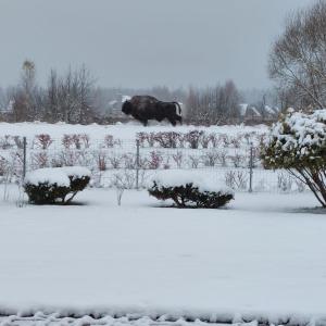 a buffalo walking through a snow covered field at Apartamenty Pod Magnolią in Białowieża