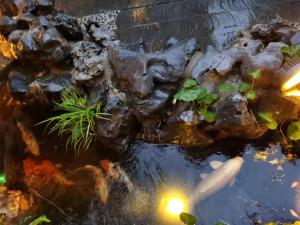 a pond with kites and plants in it at 北京悦明元星空白塔景观四合院民宿 in Beijing