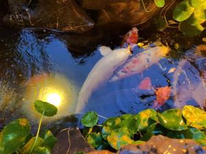 a koi fish swimming in a pond at 北京悦明元星空白塔景观四合院民宿 in Beijing