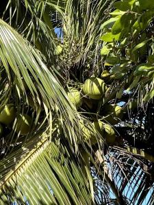 Ein Haufen grüner Kokosnüsse auf einer Palme in der Unterkunft Casa de frente para o mar, pé na areia! in Rio do Fogo