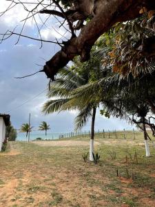 eine Gruppe von Palmen auf einem Feld in der Unterkunft Casa de frente para o mar, pé na areia! in Rio do Fogo