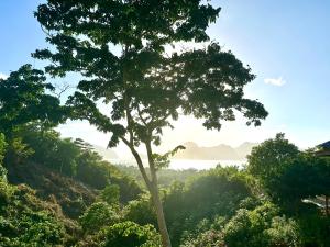 愛妮島的住宿－TukoKubo，林中立的树