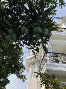 a tree in front of a building with a balcony at Nhat Long Homestay in Hue