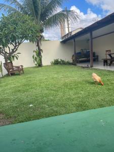 a bird standing in the grass near a house at ACM Flat in Natal