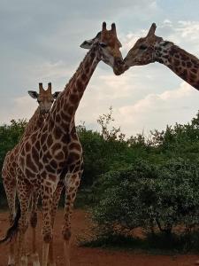 three giraffes are standing next to each other at Mologa River Lodge in Rust de Winter