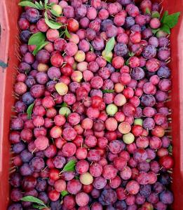 a bunch of fruit in a red container at The Pahadi Nest Mukteshwar in Mukteshwar