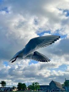 a bird is flying in the sky at Buttermilk Walk Room in Galway