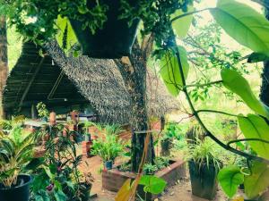 Une bande de plantes devant une maison dans l'établissement Oleena Home Stay, à Habarana