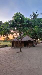 a tree in the sand next to a hut at Campement Kaymba Lodge in Kachiouane
