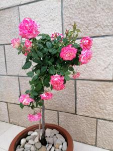 a bunch of pink flowers in a pot of rocks at Apartman Ružica in Pučišća