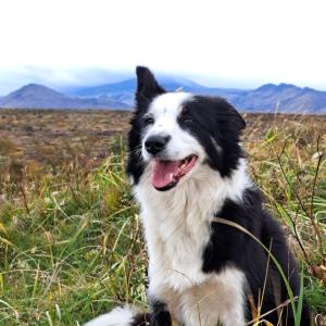 un perro blanco y negro sentado en un campo en Kaldbakur Guesthouse, en Heimaland