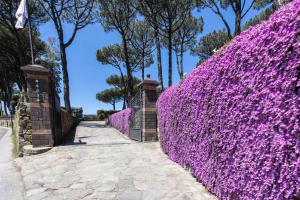 uma sebe de flores roxas numa cerca em Elegant Sorrento Coast Villa with Pool and Tennis Court em Massa Lubrense