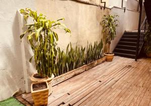 two potted plants on a wooden floor with a staircase at Hotel Prudente RP in Ribeirão Preto
