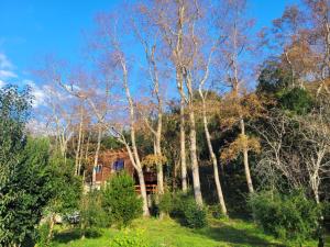 una casa nel bosco con alberi di Cabañas Llifenativo a Futrono