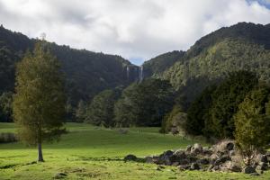 a tree in a field with a waterfall in the background at Maple Lodge Motel in Matamata