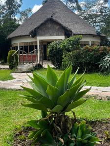 a green plant in front of a house at Lulunga Eco Lounge and Farm in Narok