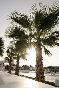 a group of palm trees on a beach at White Dunes Luxury Boutique Hotel in Santa Maria