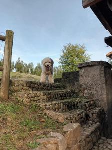 un perro sentado en una escalera de piedra en La Casona de Soviña, en Piloña
