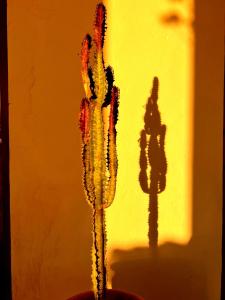 Fotografie z fotogalerie ubytování Terrasses vertes v destinaci Essaouira