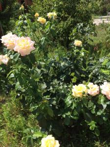 クチュグリにあるHouse Tishinaの庭のピンクのバラ群