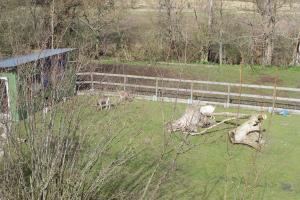 un groupe d’animaux dans un champ près d’une clôture dans l'établissement FHKlützke Deichblick, à Kating
