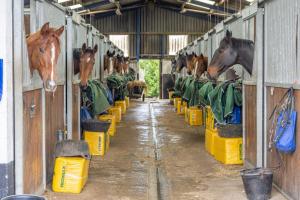 un groupe de chevaux se tient dans une grange dans l'établissement Sun Hill Palins, à Leyburn