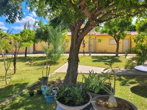 un jardín con un árbol y plantas en macetas en Pousada Aquarela en Guamaré