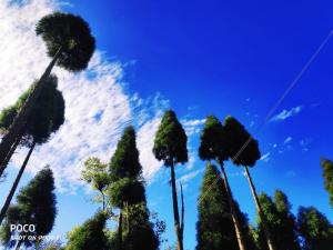 um grupo de palmeiras contra um céu azul em SHANTHI SAMAYA HOLIDAY HOMESTAY em Darjeeling