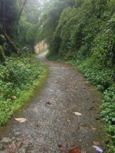 uma estrada de terra no meio de uma floresta em SHANTHI SAMAYA HOLIDAY HOMESTAY em Darjeeling