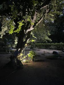 un árbol en un parque con una planta debajo en Hotel Las Casitas De Mar Adentro, en Isla Grande