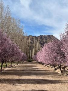 a row of purple trees with a mountain in the background at Casa de Montaña Uspallata, Mendoza in Estación Uspallata