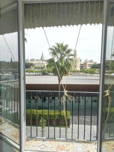 una palmera es vista desde una ventana en Betis del Oro, en Sevilla