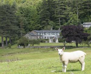 ein Schaf auf einem Feld vor einem Haus in der Unterkunft Ravenstone Lodge Country House Hotel in Keswick