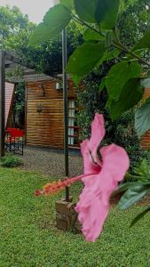 eine rosa Blume auf einem Baum im Hof in der Unterkunft Cabañas Brizas del Norte in San Ignacio