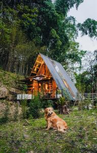 ein Hund, der im Gras vor einer Hütte liegt in der Unterkunft Senz Glamping - Mindo in Mindo