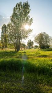 Un árbol en un campo con el sol detrás. en De Jagtlust, en Nieuwleusen