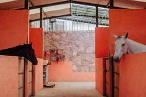 Deux chevaux se tiennent dans une grange ouverte dans l'établissement Villa privada con una vista espectacular!, à Aguascalientes