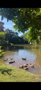 a group of ducks swimming in a lake at Apartamento Vista Linda in Santa Teresa