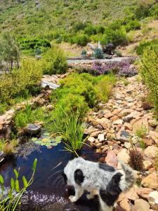 a black and white dog standing in a stream of water at Roodekloof in Montagu