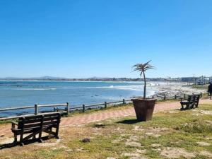 zwei Bänke neben dem Meer mit einer Palme in der Unterkunft Sun Kiss Beach and Deluxe Garden Cottages in Kapstadt
