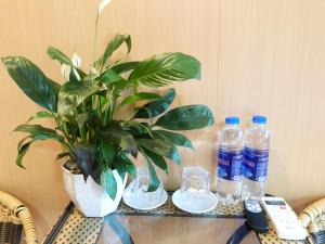 a plant sitting on a glass table with bottles of water at Nhà Nghỉ Sơn Lâm - Ba Bể lake Best view in Bak Kan