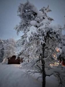 a snow covered tree in front of a house at Saariselällä, sielukas hirsimökki - Unique cottage in Saariselka