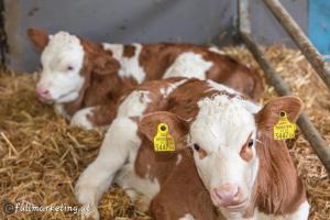 two brown and white cows laying in hay at Ferienwohnungen am Biobauernhof Lahner in Bramberg am Wildkogel