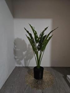 a plant in a black vase on a table at Dunrobyn Court Tempo Stay in East London