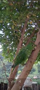 a green parrot sitting on a tree branch at Chalé charmoso com vista p/ Montanha - Gonçalves in Paraisópolis