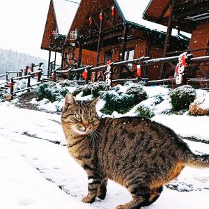 a cat standing in the snow in front of a house at Bojkówka Domki Wypoczynkowe in Baligród