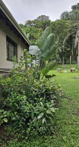 ogród z krzesłem i dużą zieloną rośliną w obiekcie Monkey Heartland w mieście Waterfall