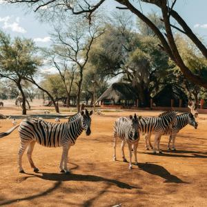 eine Gruppe Zebras, die auf einem Feld steht in der Unterkunft Omaruru Game Lodge in Omaruru